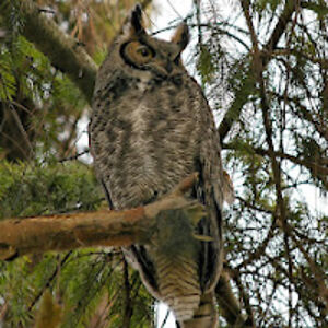 paulmcfarlane avatar