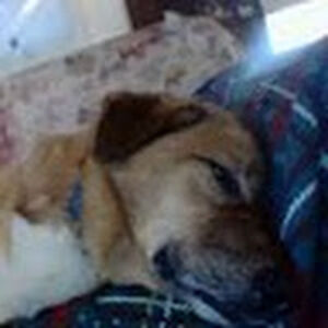 michaelcannady avatar