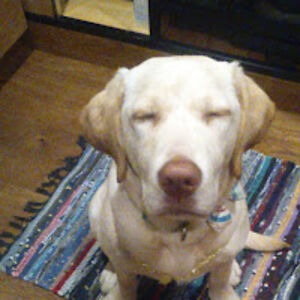 dariaalexander avatar