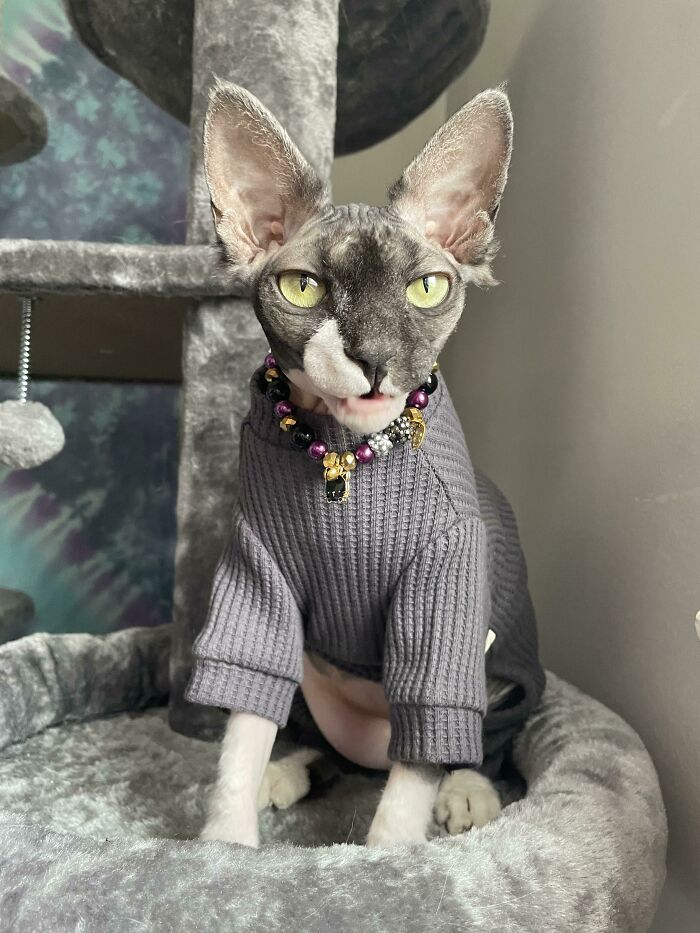My Friend's Cat Has A Better Wardrobe Than I Do