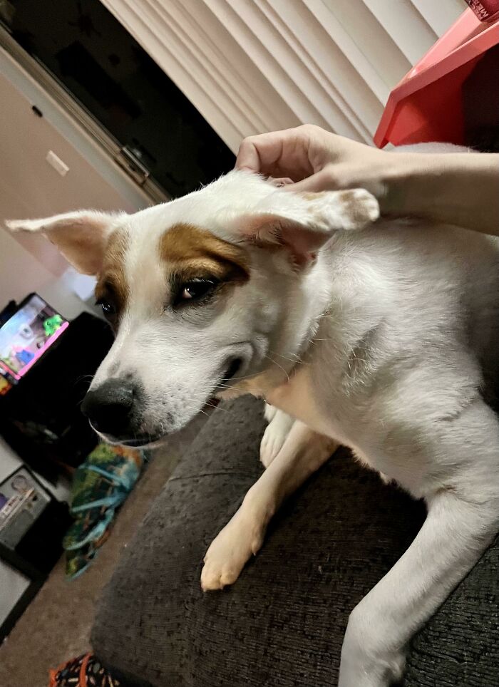 Sometimes She Smiles When She Gets Pets