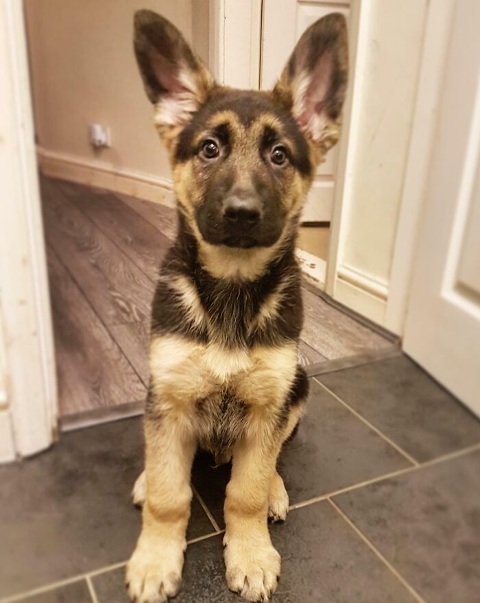 10 Weeks Old, Both Lokis Ears Popped Up Together Today For The First Time