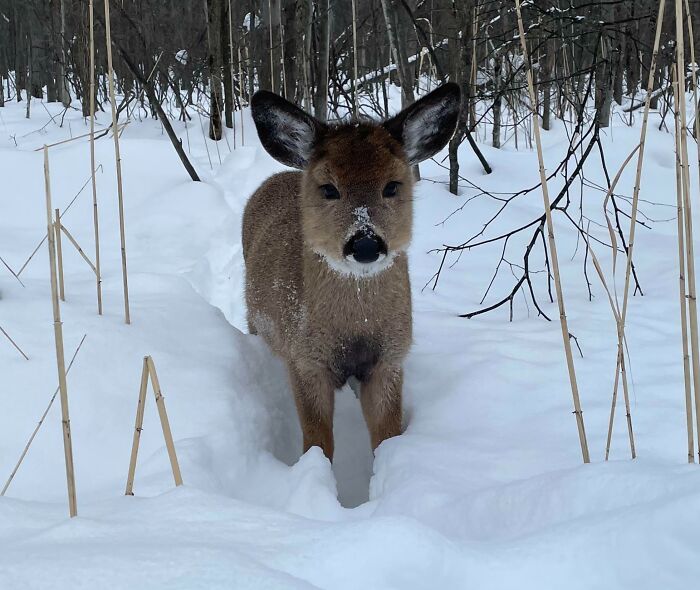 Saw A Deer That Seemed Much Smaller Than Their Peers