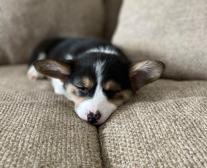 The Calm Before The Storm Of Puppy Bites