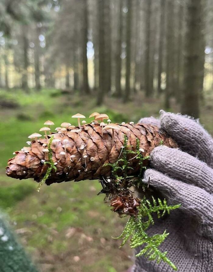 Didn’t Know Mushrooms Grew On Pine