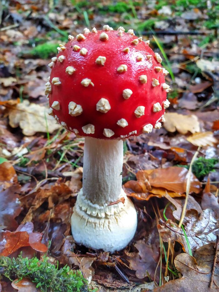 One Of The Most Photogenic Toadstools I Have Ever Come Across