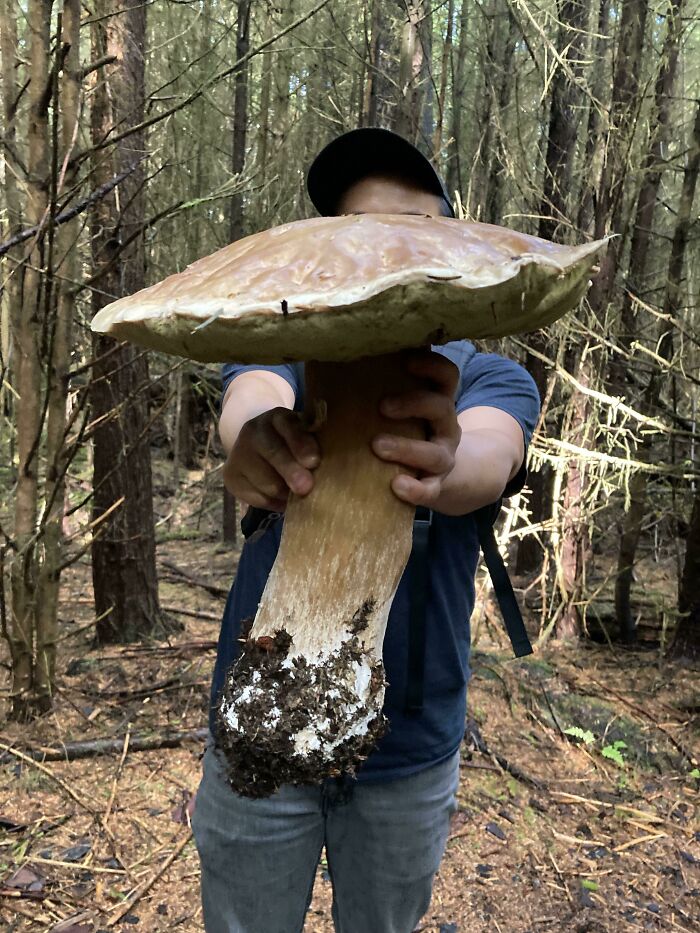 Monster Porcini. Not Even That Wormy… I Dried Almost All Of It!