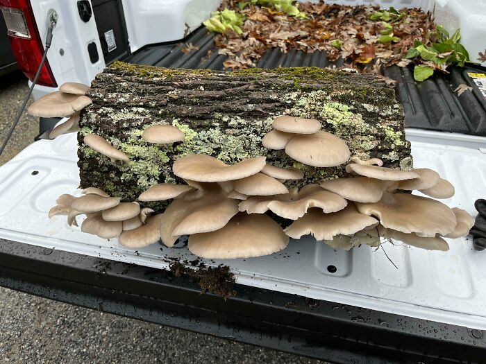 Didn’t Finish Chopping The Firewood This Year. My Laziness Has Really Paid Off