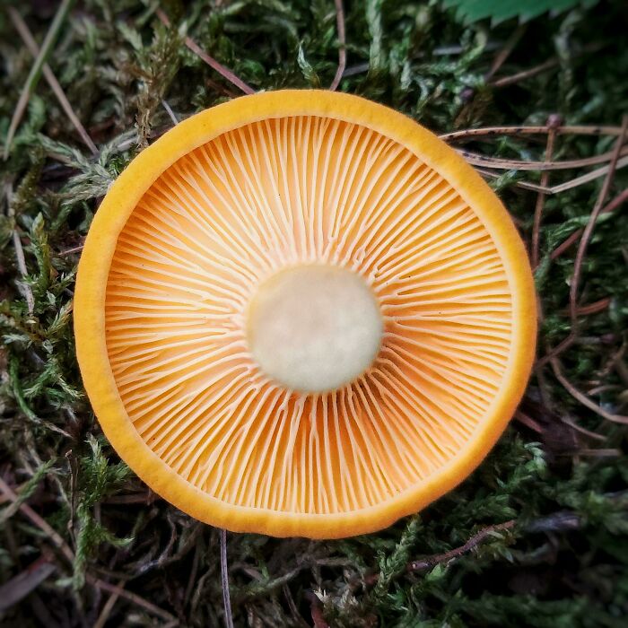 Have You Ever Seen A More Geometrically-Perfect Chanterelle?