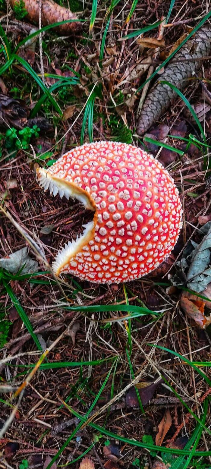 An Interesting Shape Of A Mushroom That I Found