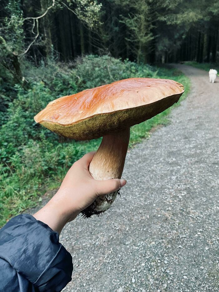 Guys Im Not Sure But I Think I Found A Mushroom