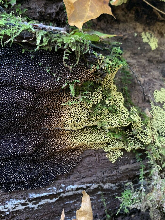 Speechless And Truly In Awe Of This Find. Confirmation That It Is A Black Pearl Slime Mold?