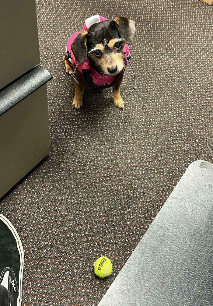 Brought Lumen To The Office Today. She Loves Bringing The Ball To Everyone So They Can Throw It For Her