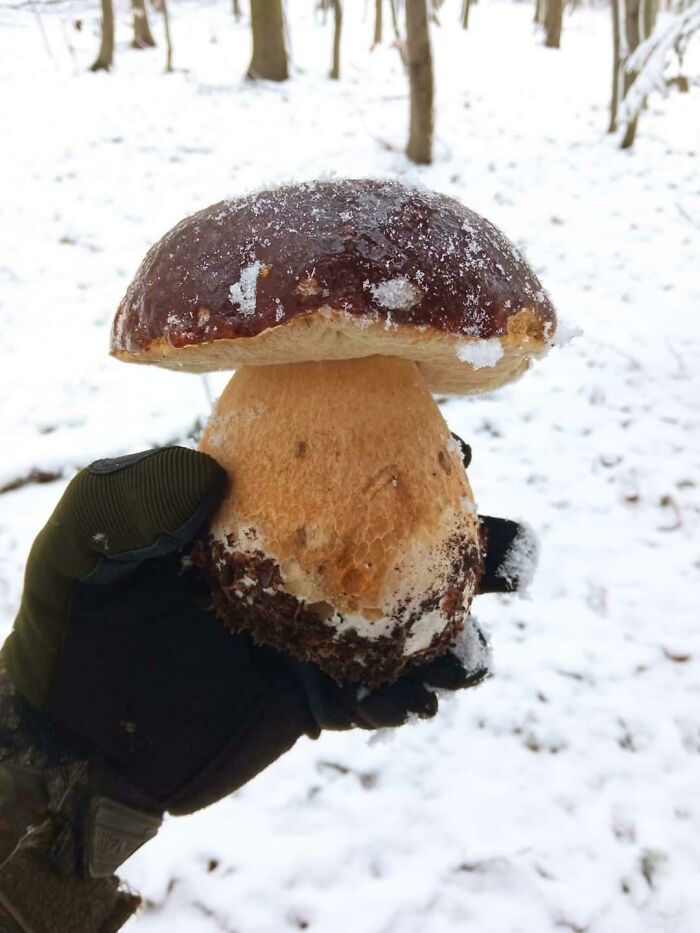 In Poland, You Don't Even Have To Go Out To The Store To Find Frozen Mushrooms