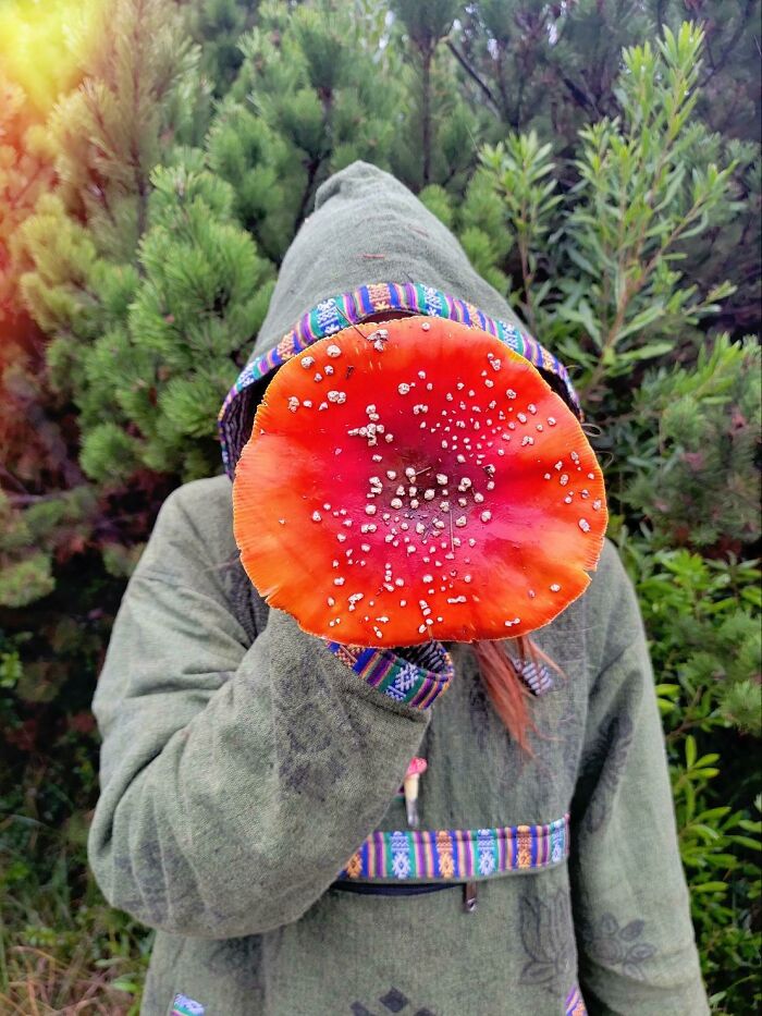 Amanita Muscaria, Found On The Oregon Coast. 🍄🫖