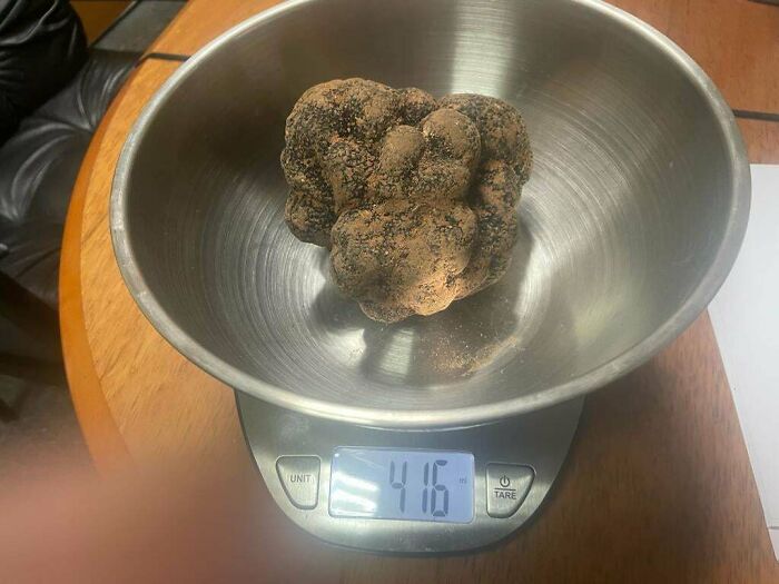 I Have Found Large Truffles But This One Takes The Cake!!