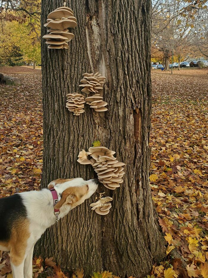 My Dog LED Me To These Oysters In The Park