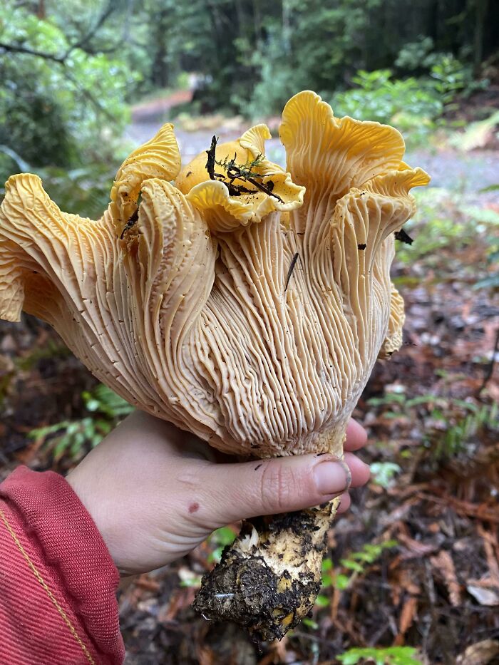 Gorgeous Golden Chanterelle