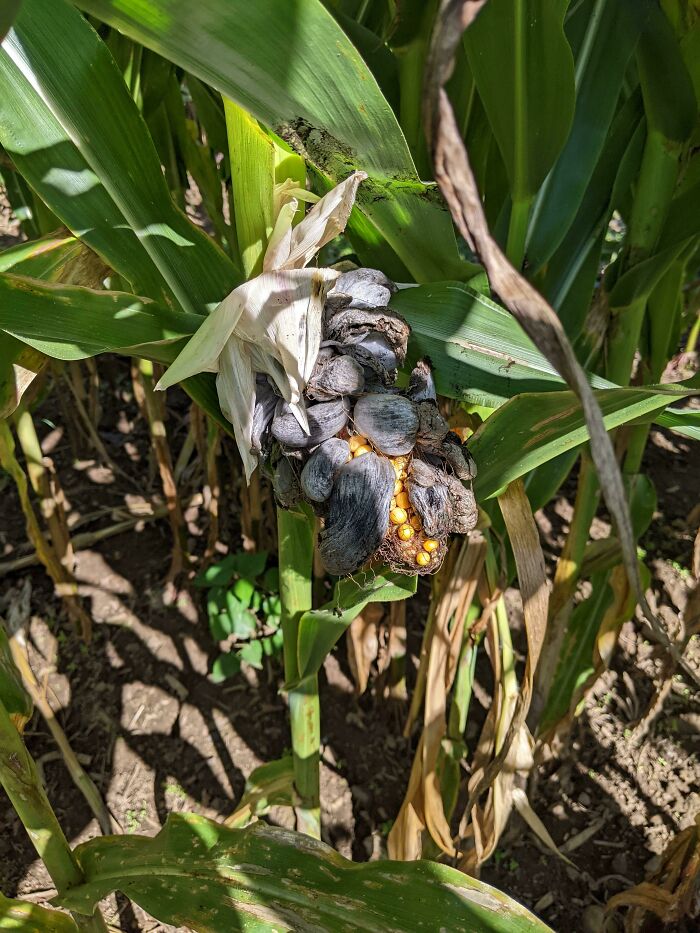 Is This The Fabled Smut I Keep Seeing? Did I Find Some? There Was A Bit In The Corn Maze I Did Today!