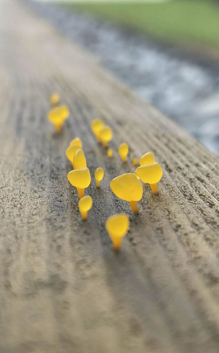 Found Growing On Cedar Planks. Palm Beach Florida. Thought Someone Might Appreciate These Little Guys