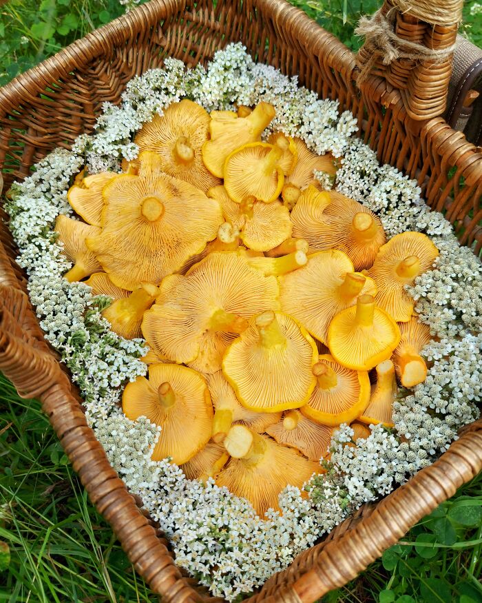Golden Chanterelles And Yarrow