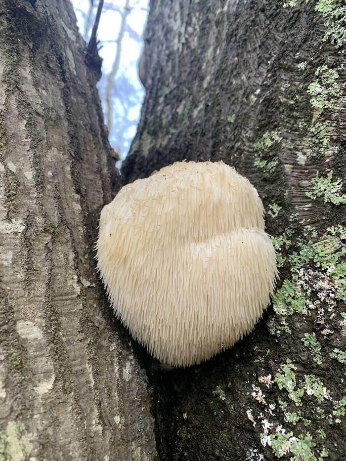 Been Studying Foraging For About A Year And Nearly Had A Heart Attack When I Spotted This Today. My First Ever Lions Lane (And The First Thing I’m Confident Enough To Eat!)