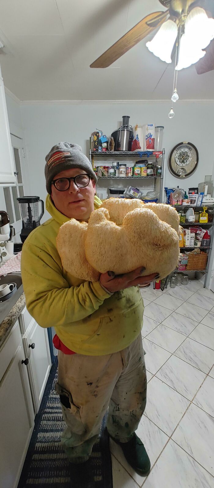 Wild Lions Mane Mushroom 15+ Pounds!