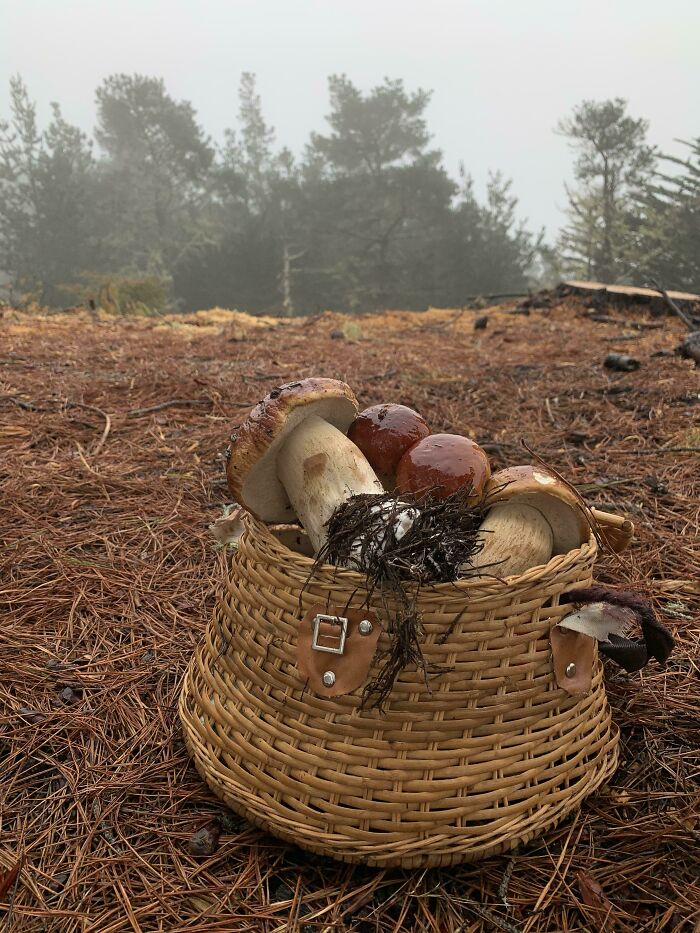 It Was A Good Day Porcini Hunting. 10.2lbs Overall!