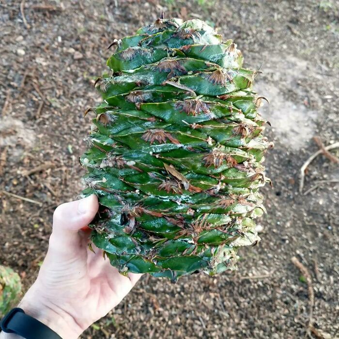 I Found An Araucaria Pine Cone. I Know They're Edible, But Does Anyone Know How To Prepare Them For Consumption?