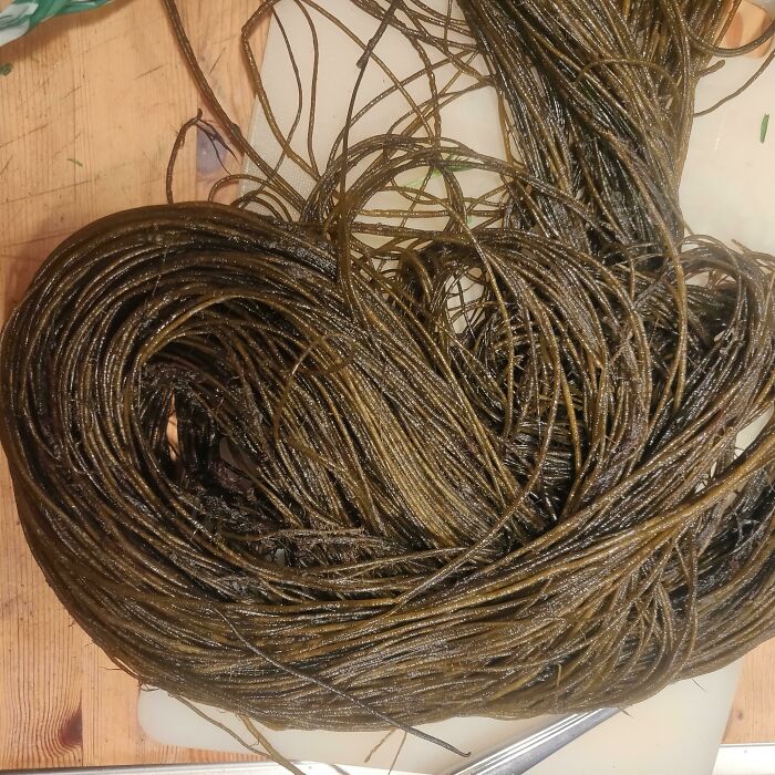 Fresh Danish Seaweed - Chorda Filum