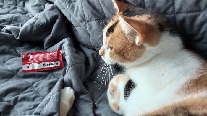My Partially Mental Disabled Cat Has Brought Me Some Ketchup