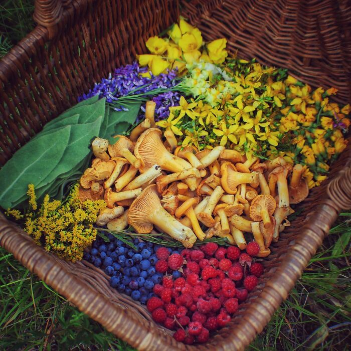Basket Of Goodies! (Harvested In Eastern Canada In Autumn)