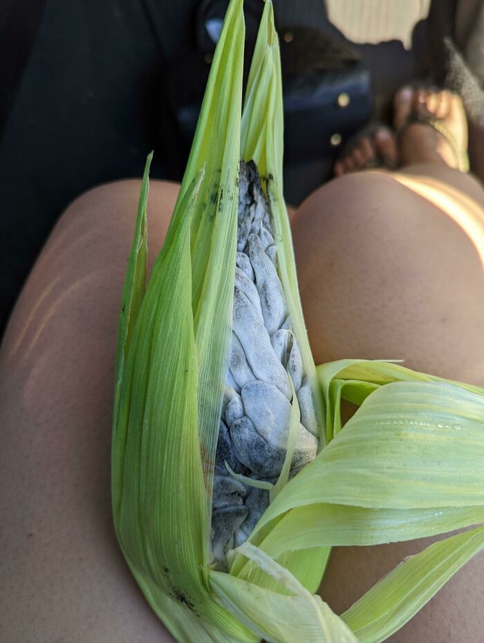 I Saw A Post Earlier This Week About Someone Finding Huitlacoche In A Corn Field. It Inspired Me To Look For My Own, And I Found It!!!!