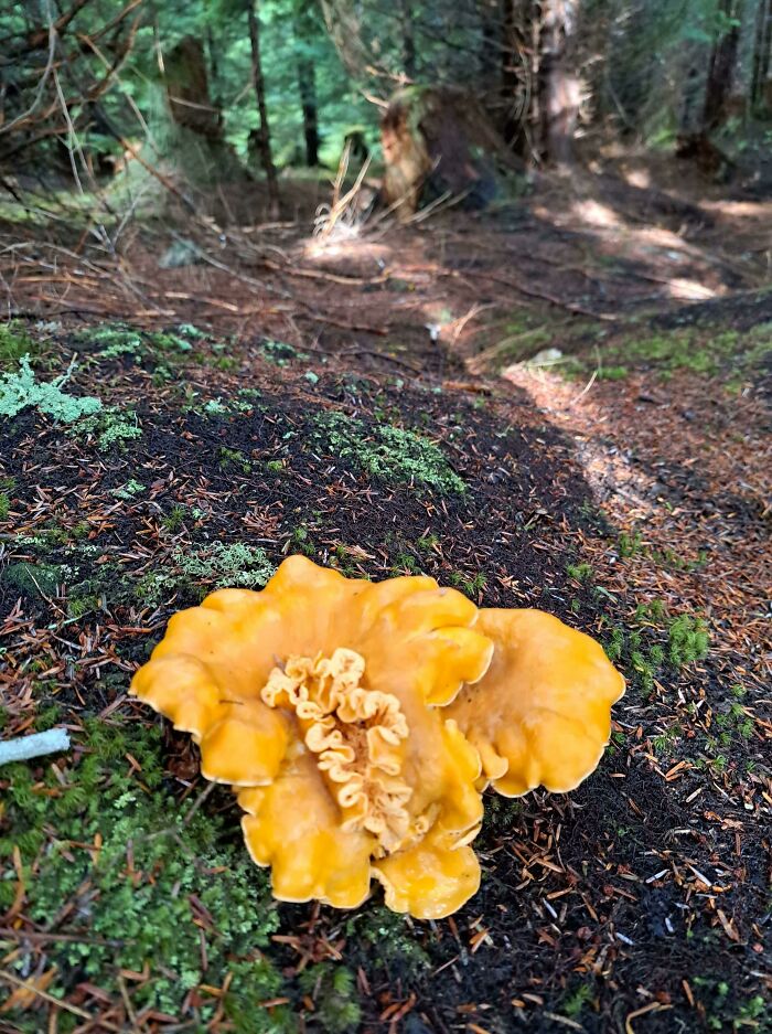 Giant Chanterelle!
