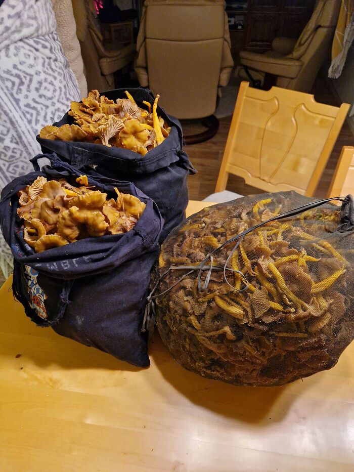 Managed To Get 10kg Of Trumpet Chantarelles In Under 2 Hours Today