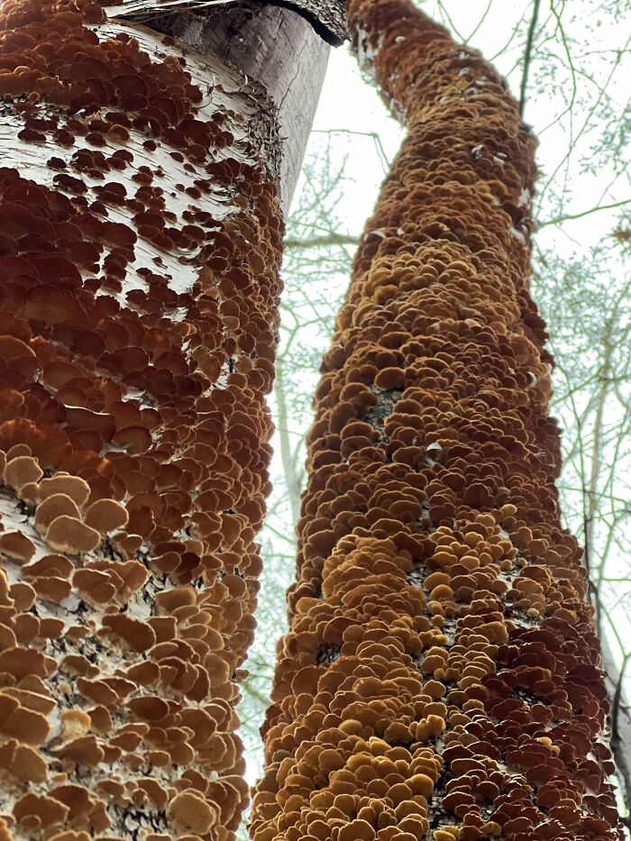 Anyone Have An Idea Of What These Mushrooms Are ? On A Birch Tree In New England