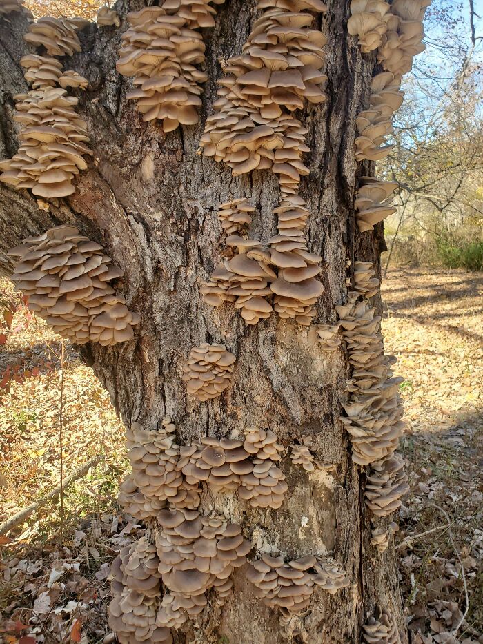 A Couple Oyster Mushrooms Today :)