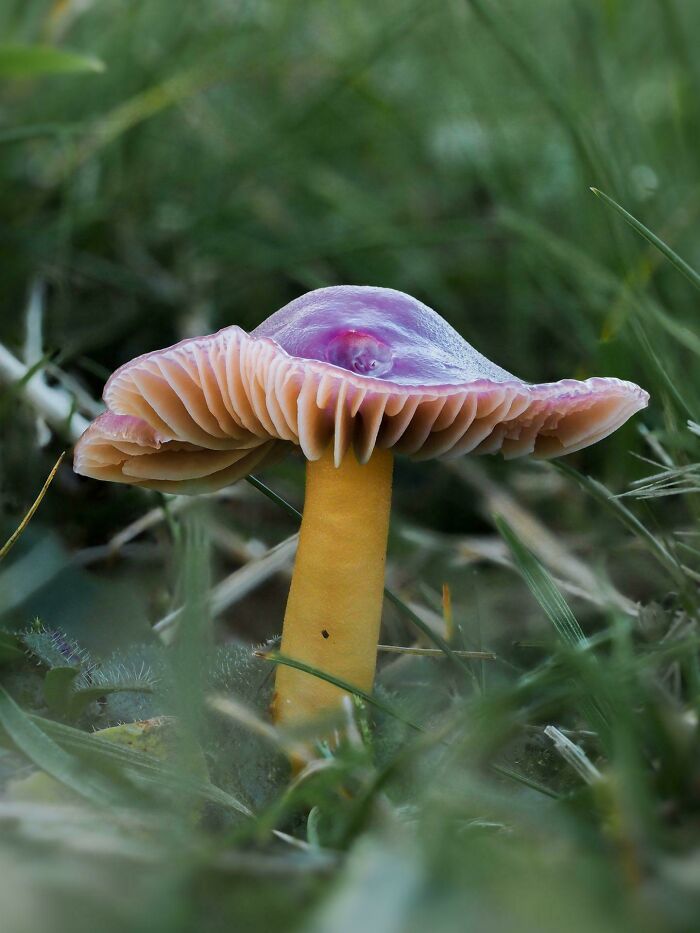 The Rarest Mushroom I've Found So Far, Gliophorus Reginae