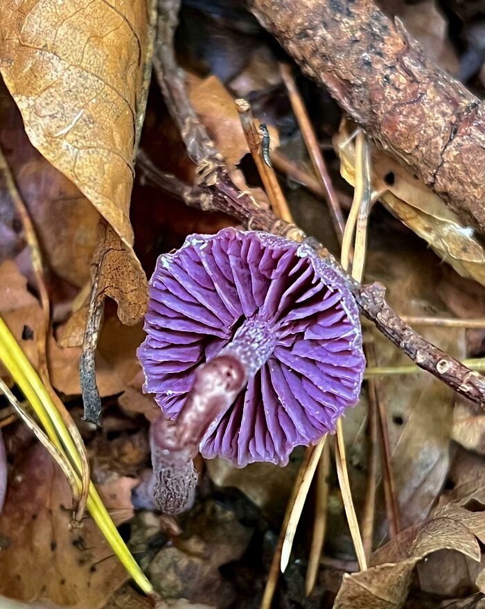 Just Spotted So Many Beautiful Amethyst Deceivers