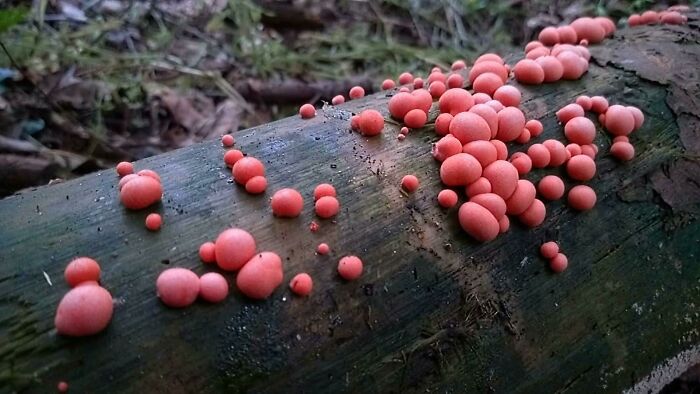 Lycogala Epidendrum I Believe. Not A Fungus, But I Know There Are A Few Slime People In Here
