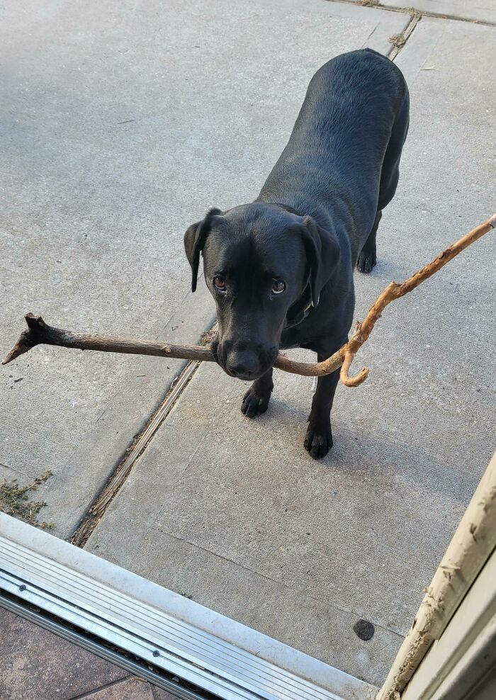 She Has 500 Toys Inside And I Get This Look To Bring In A Stick