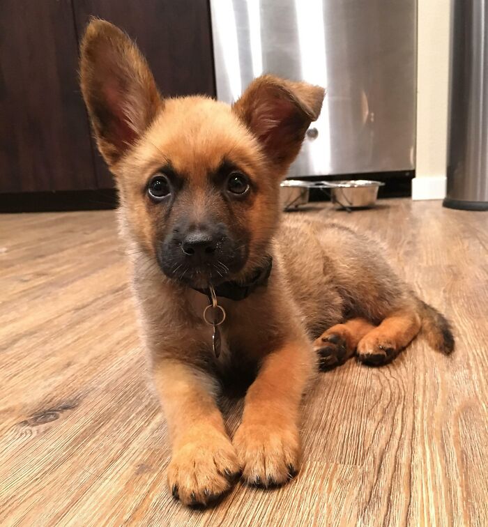 Looks Like His Ears Won't Stay Floppy Forever! Reddit, Meet Bear