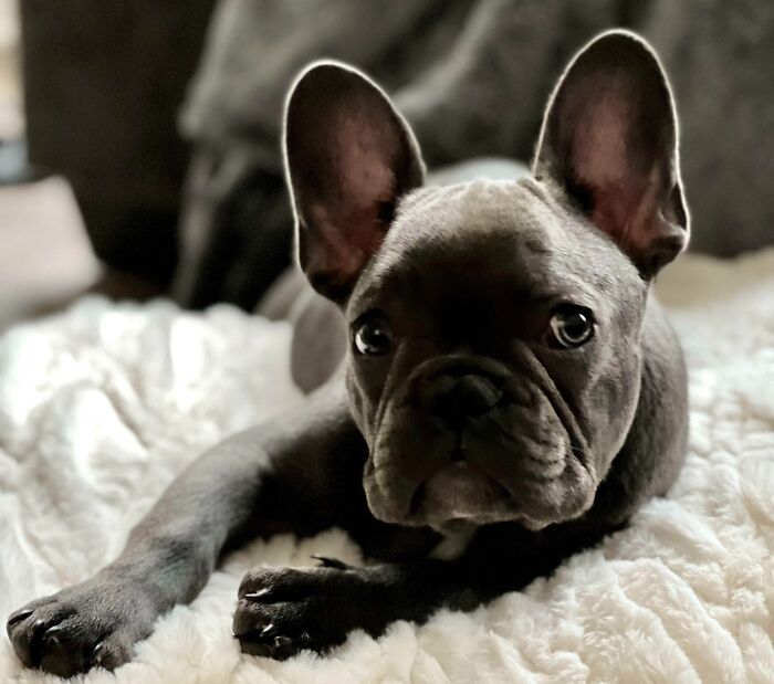 When Your Ears Are Almost Bigger Than Your Head