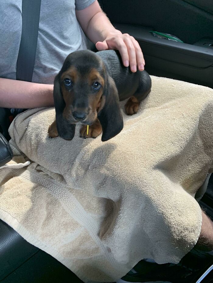 My New Basset Hound Puppy, Opie