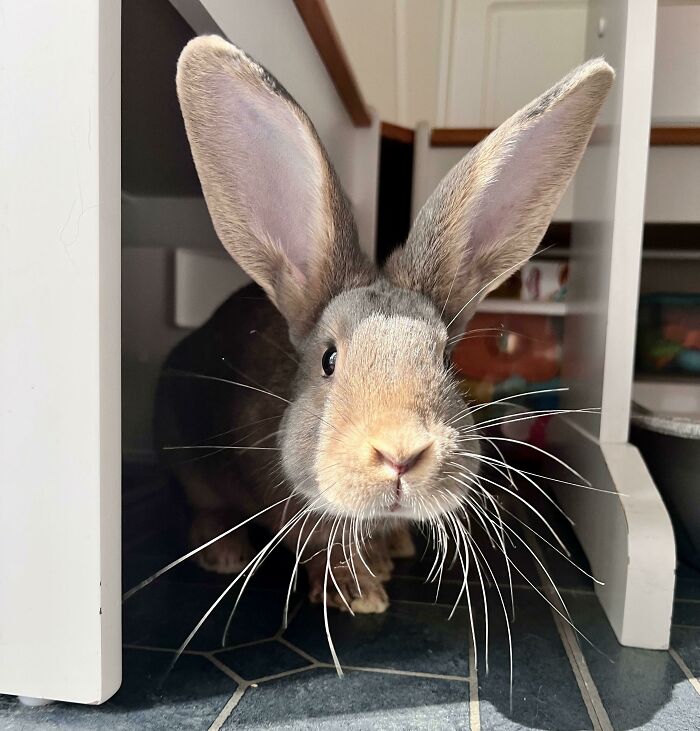 Meet Hagrid, My Part Flemish Giant Baby Bun