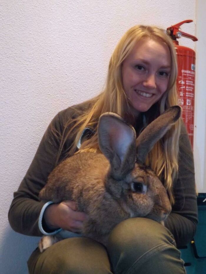 Not As Impressive As The Great Dane, But Here's Me With A Flemish Giant (Rabbit)