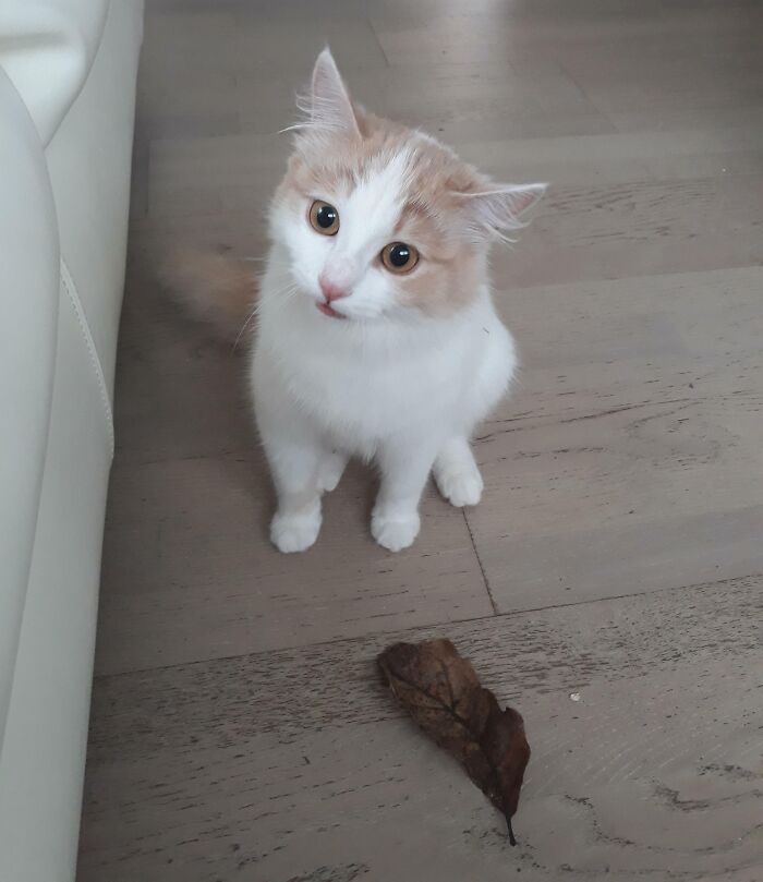My Kitten Keeps Bringing Us Leaves She Caught In The Garden As Presents. Today She Was Especially Proud Of This Very Big One