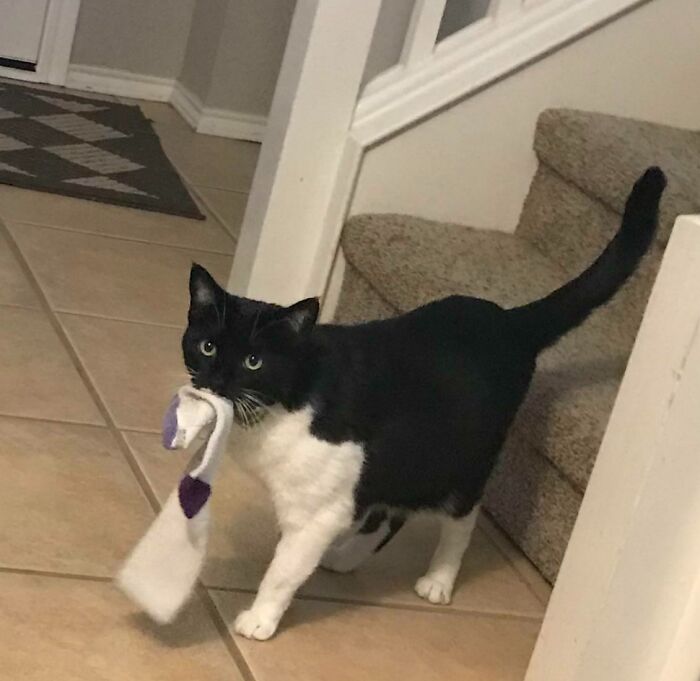 She Hunts Stray Socks And Brings Them To Me In Exchange For A Treat. She Has A Special Meow She Uses To Announce A Sock She Is Proud Of