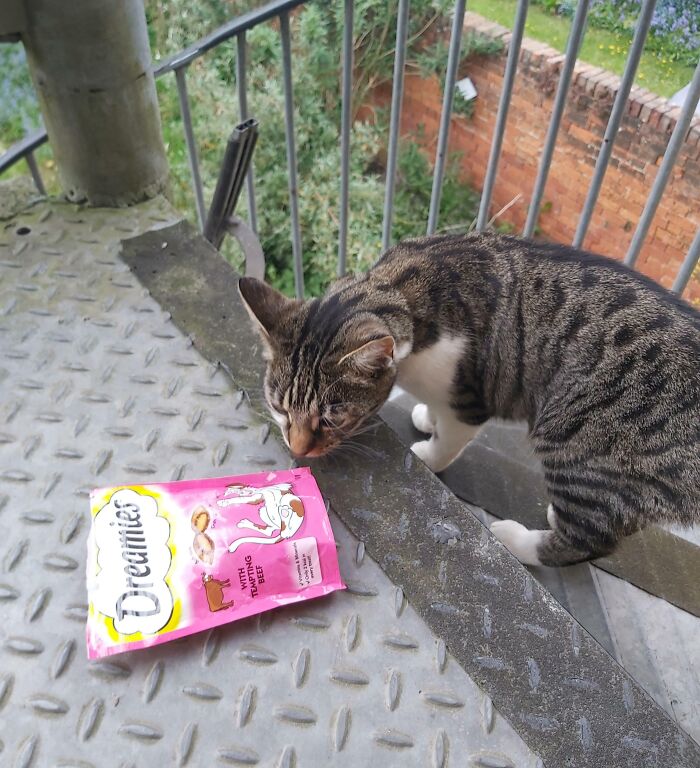 Today My Cat Brought A Bag Of Cat Treats Home. We Have No Idea Where She Got It, But If Someone Finds Themselves Down A Bag Of Dreamies We're Very Sorry