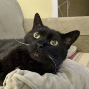 landmarkwarrior avatar